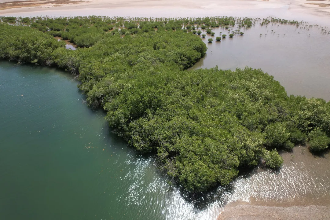 Écosystème de mangrove